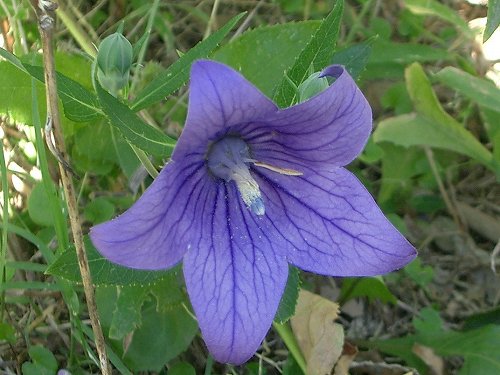 キキョウ(桔梗)、シロバナキキョウ(白花桔梗)_c0085874_2245049.jpg