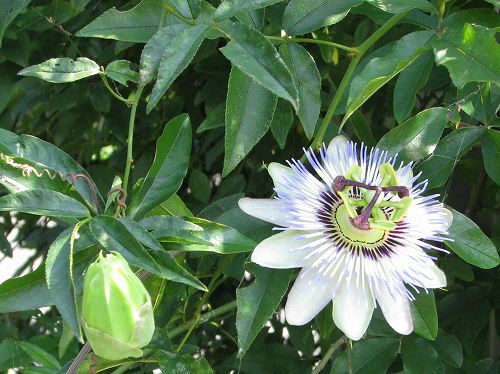公園の花 晩夏 花と葉っぱ