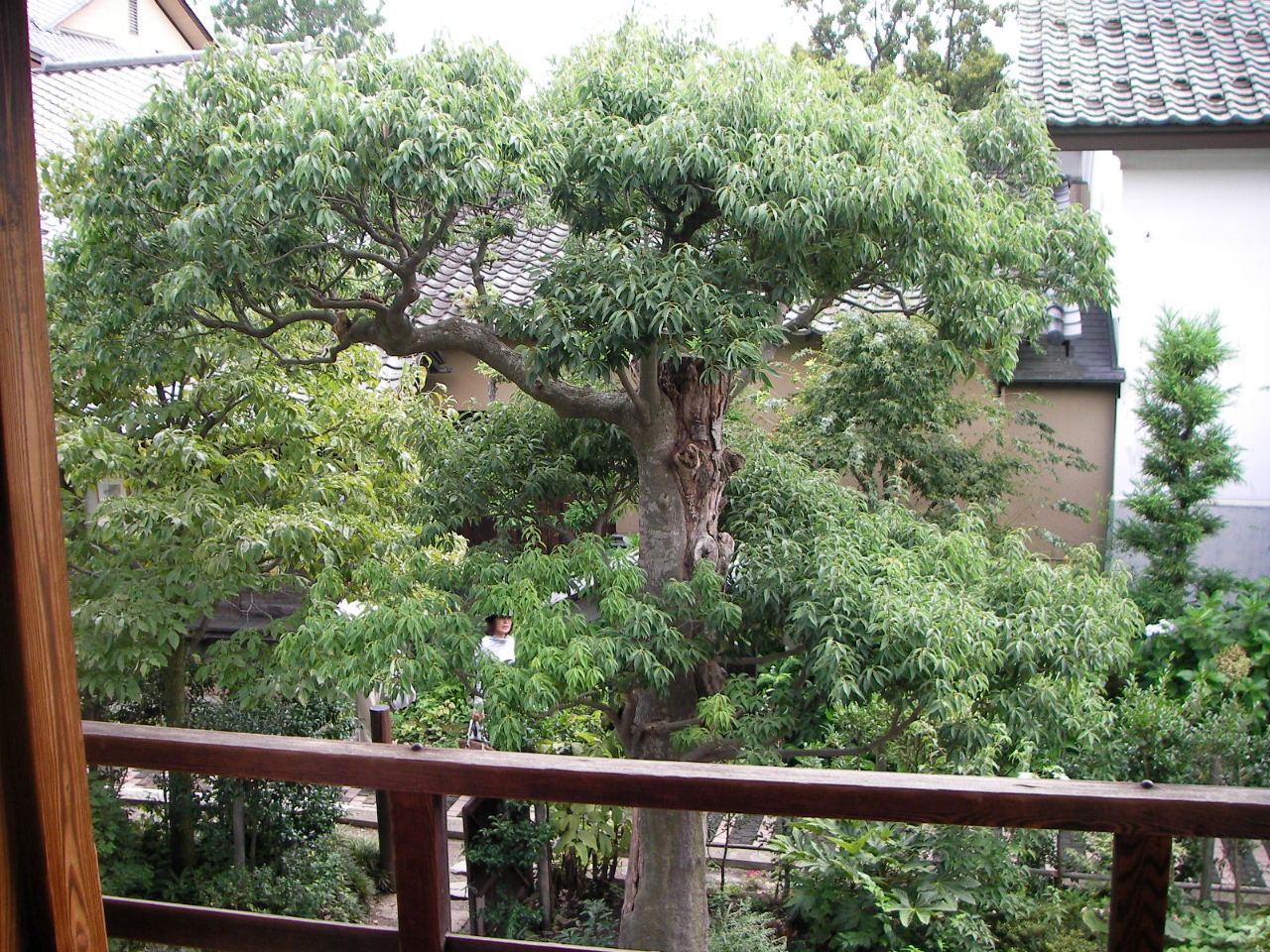 小布施の高井鴻山_f0100593_20123180.jpg