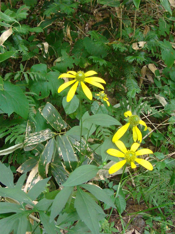 f0146493_10373494.jpg