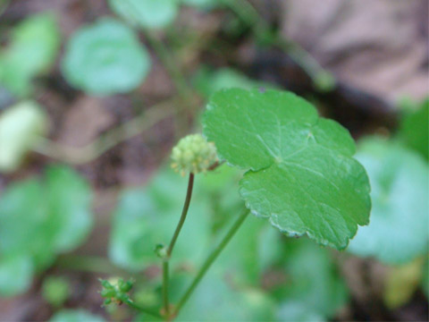 f0146493_1039571.jpg
