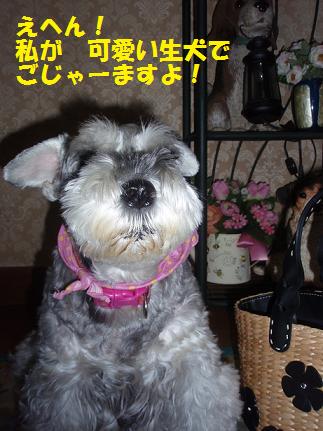 犬は　やっぱり　生が良い♪_c0098501_17243235.jpg