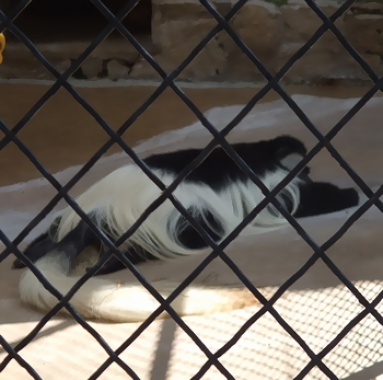 動物ってひじょーにステキだ。_a0082019_1333944.jpg