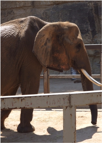 動物ってひじょーにステキだ。_a0082019_2283973.jpg