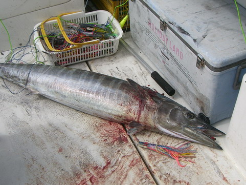 遠州灘に沖サワラ [カジキ・マグロトローリング]_f0009039_1537088.jpg