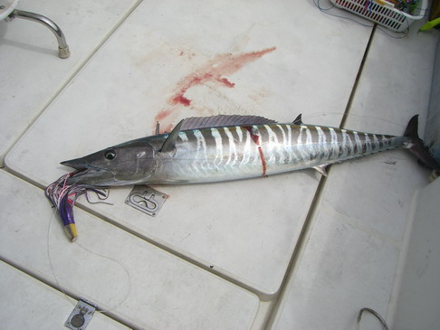 遠州灘に沖サワラ [カジキ・マグロトローリング]_f0009039_1537283.jpg