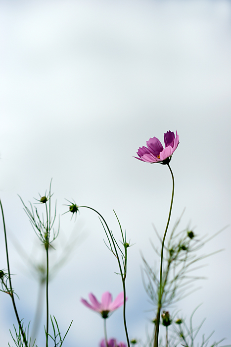  Cosmos in September_b0049843_8455447.jpg