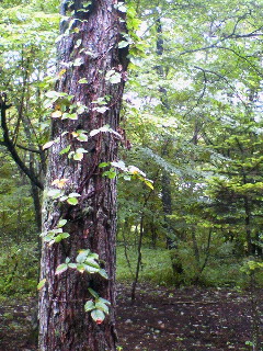 c0124646_14313482.jpg