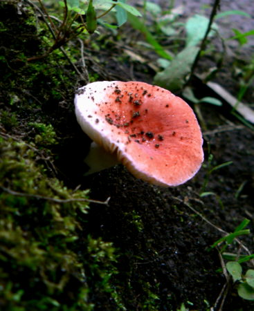 d0091754_035285.jpg