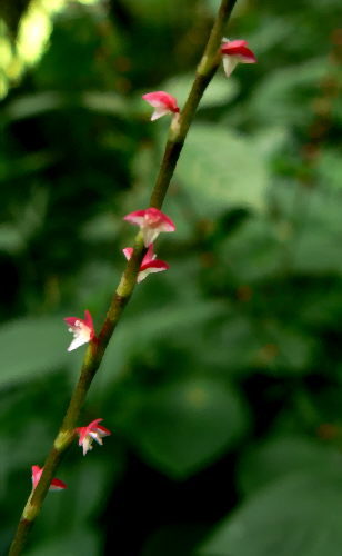 d0091754_10539.jpg