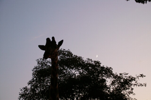 夜の動物園_b0024758_855895.jpg