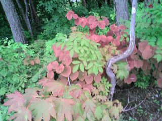 まいにち曇りときどき雨　　　　2007　9／10_e0120466_23165126.jpg