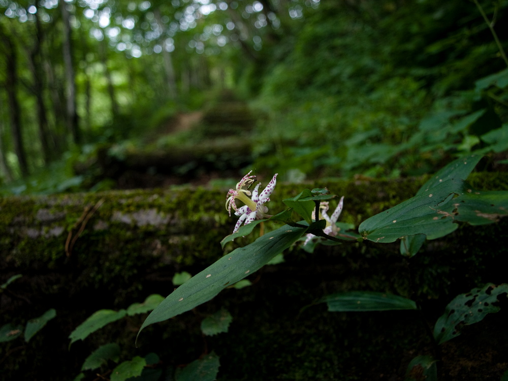 大万木山の花・二_e0015567_18364574.jpg