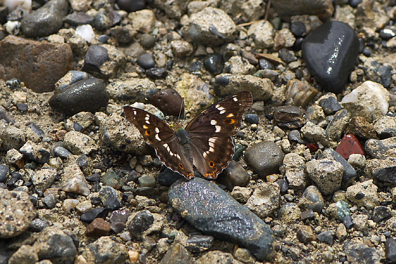 静岡のウラナミジャノメ_f0031682_21244281.jpg