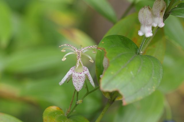 ■　小谷戸の里の草花 (5)　　　　07.9.10_e0070891_1951784.jpg