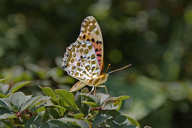 d0069495_08095.jpg