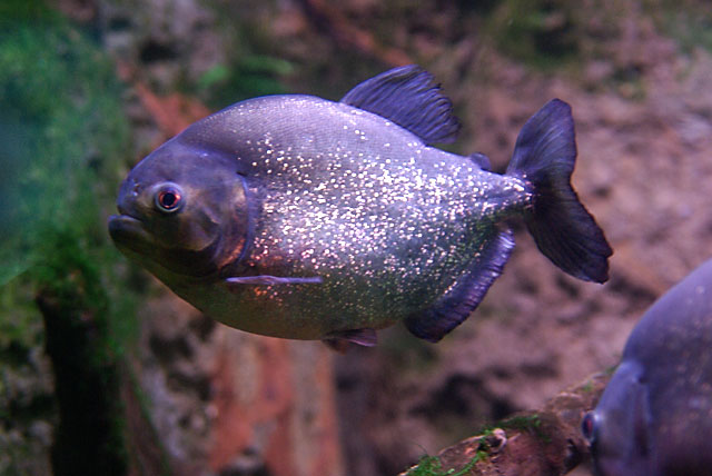 d0069495_09543.jpg