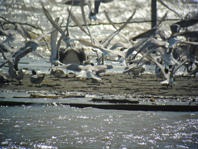 c0079001_7283710.jpg