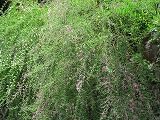 c0125501_858949.jpg