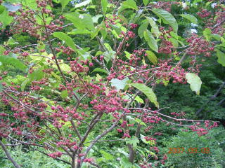 a0092212_974549.jpg