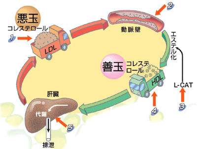 脳卒中とスタチン_a0055913_032174.gif