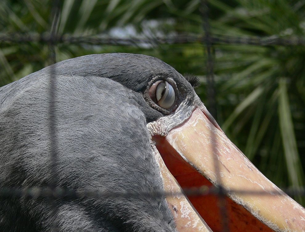 まだまだ残暑！上野動物園は熱帯だった・・・ハシビロコウ_a0031821_4172236.jpg