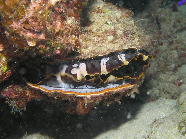 392 ミズイリショウジョウガイ : ランゲルハンス島の海