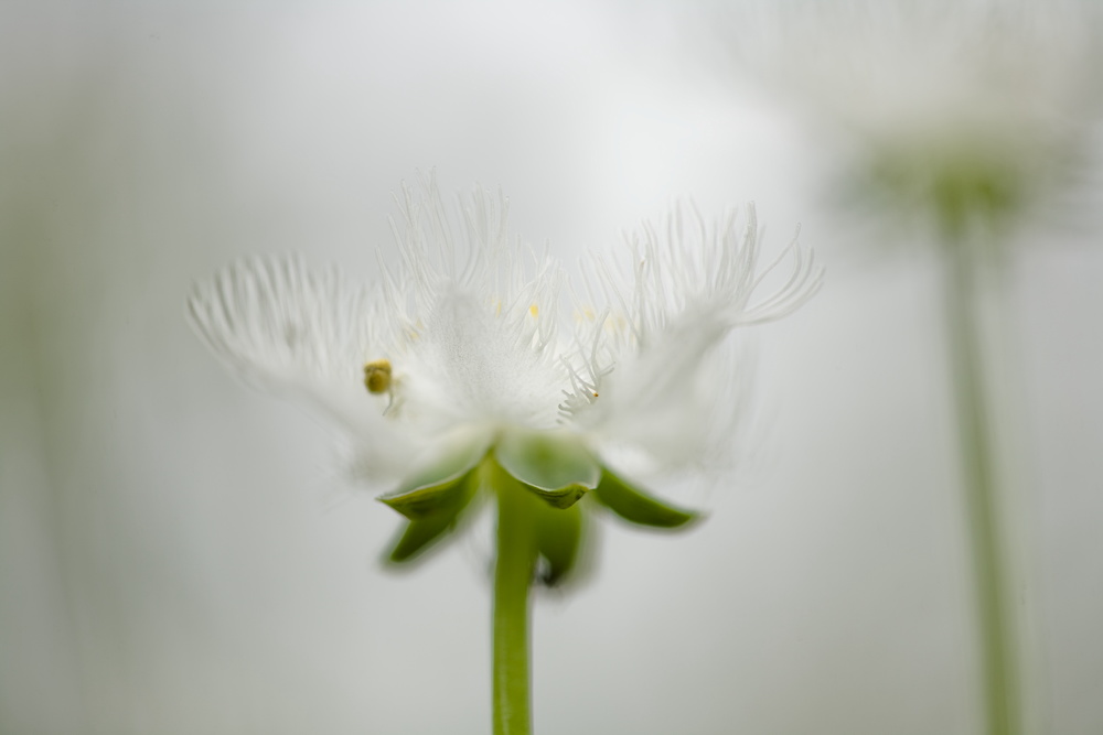 八幡湿原の花_e0015567_18543084.jpg