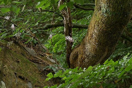 岩擬宝珠（イワギボウシ）_e0054067_7353629.jpg