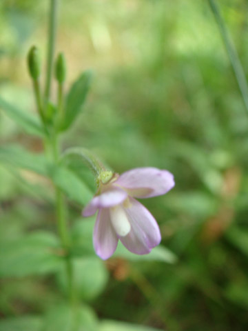 f0146493_9562611.jpg