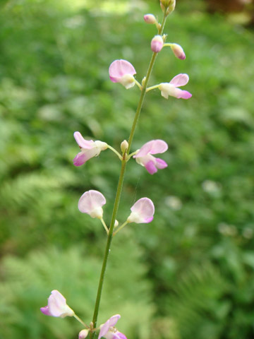 f0146493_9564666.jpg