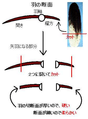 矢羽根について その1 羽根の話 雑記帖 矢羽根について その1 羽根の話 雑記帖