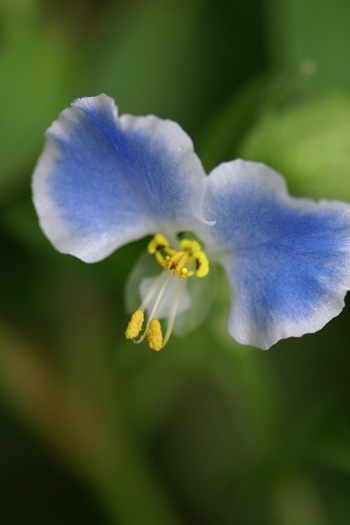 ２－１９棟　菜の花公園付近_b0107713_14424639.jpg