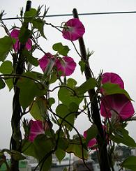 f0139963_6335245.jpg
