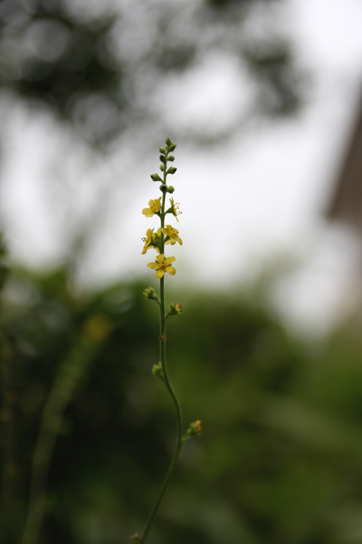 背筋を伸ばす秋の花。_b0022268_2242444.jpg