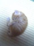 ★我が家にねこがやってきた★_b0118170_22261853.jpg