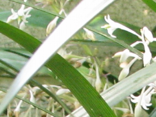 ノシラン(熨斗蘭)_c0085874_17191762.jpg