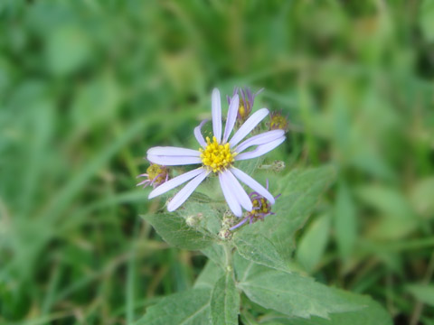 野幌森林公園　７_f0146493_614335.jpg