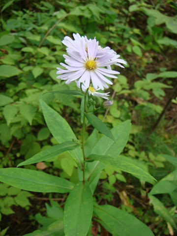 野幌森林公園　７_f0146493_6285747.jpg