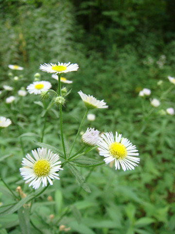 野幌森林公園　７_f0146493_6293488.jpg