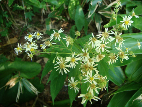 野幌森林公園　７_f0146493_629588.jpg