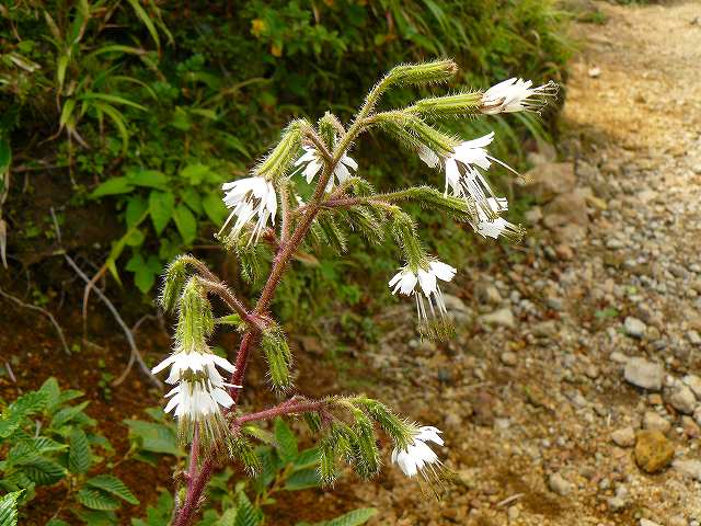 九重中岳登山で出会った花_b0025101_153346.jpg