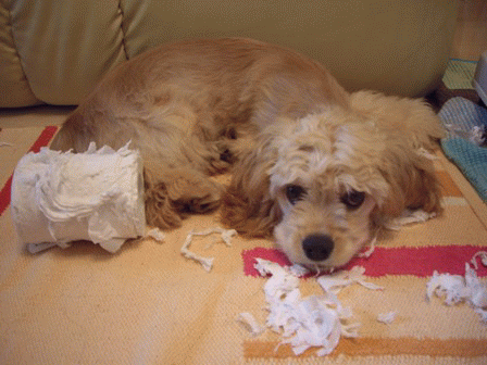 c0128303_0423450.gif