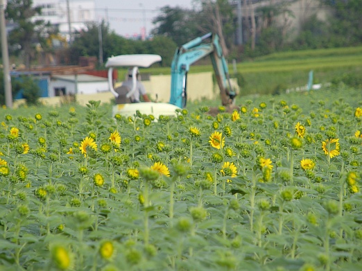 安城市へひまわりを見に_e0075403_16454889.jpg