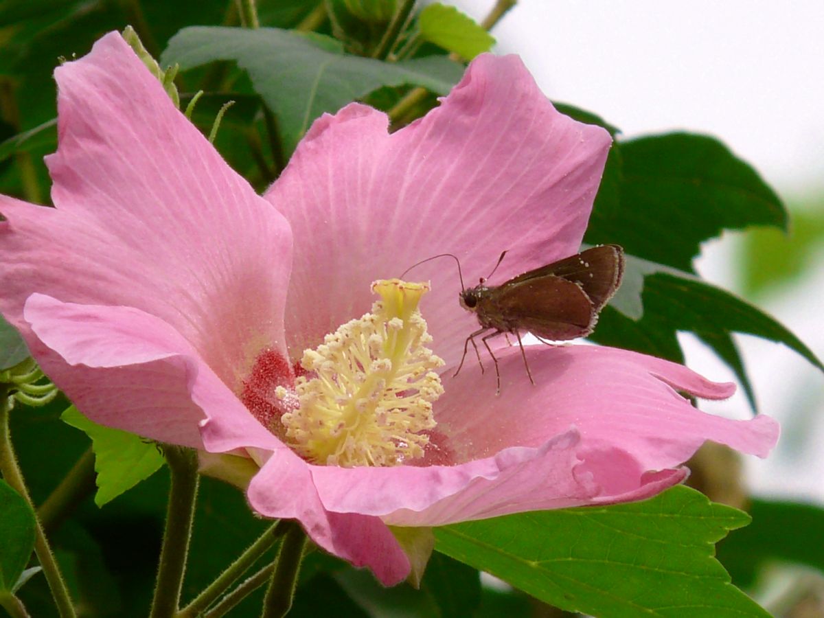 芙蓉の花言葉 時間よ止まれ