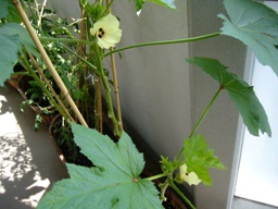 f0013029_1056425.jpg