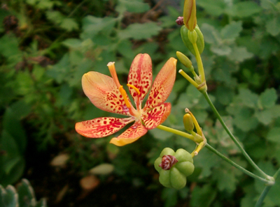 庭の花、庭の住人_a0101536_10592152.jpg