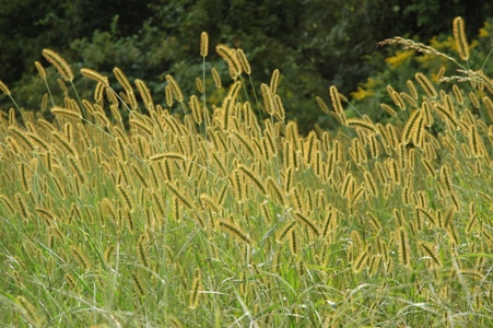 c0055857_17516.jpg