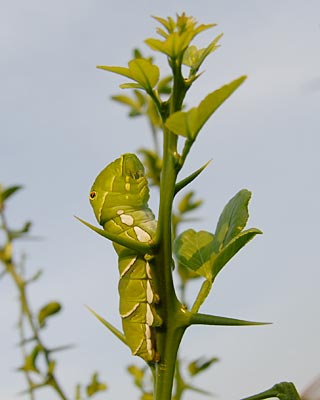e0035757_1885167.jpg