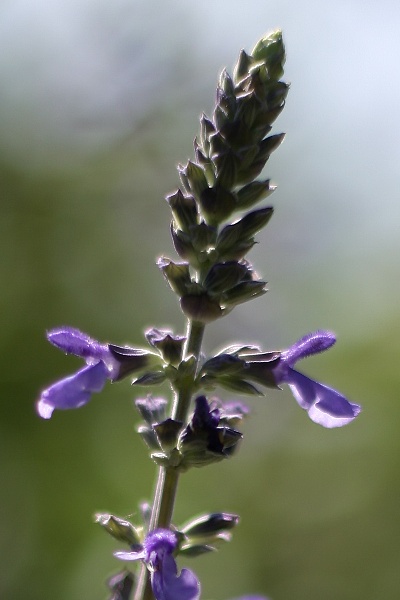 b0084270_14729.jpg